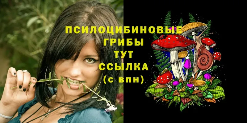 где продают   Кумертау  Псилоцибиновые грибы Psilocybe 